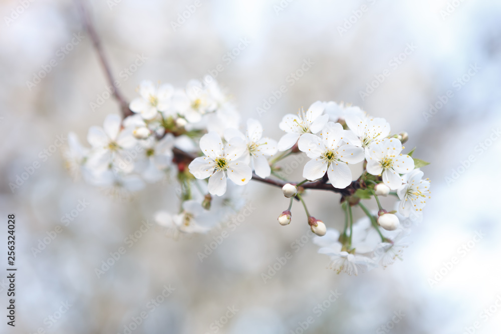 Blooming Apple trees in spring