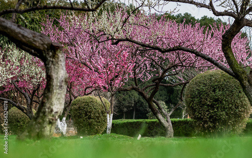 The Cherry Blossom tree at the Wuhan city, Hubei China.