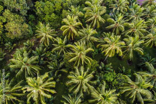 Coconut palm tree aerial view tropical forest