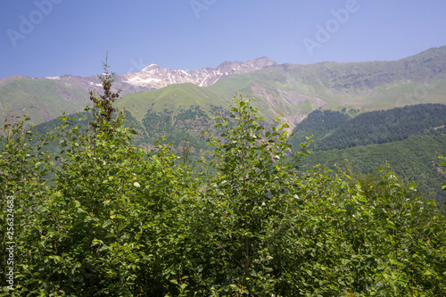 Mountains and nature of the North Caucasus, beautiful view of the mountain gorge