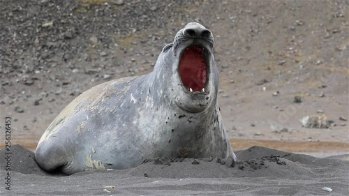 Elephant seal on South Georgia Beach
