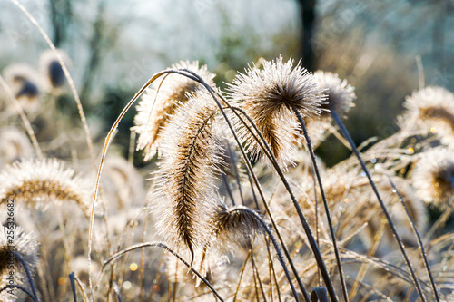 Frozen pennisetum alopecuroides, fountaingrass during cold winter. Close up of ormental grass in garden. Chinese fountain grass or swamp grass during winter season photo