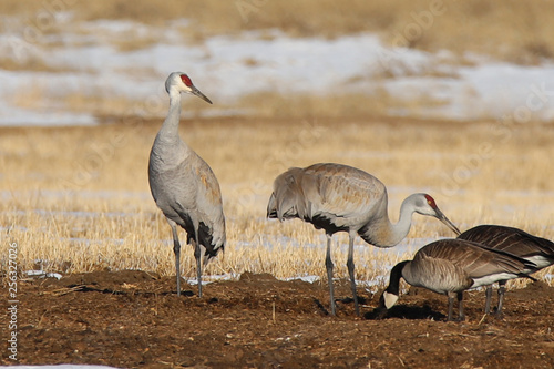 sandhill cranes and goose