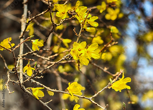 Forsythia Blooming in Spring, Haeundae, Busan, South Korea, Asia photo