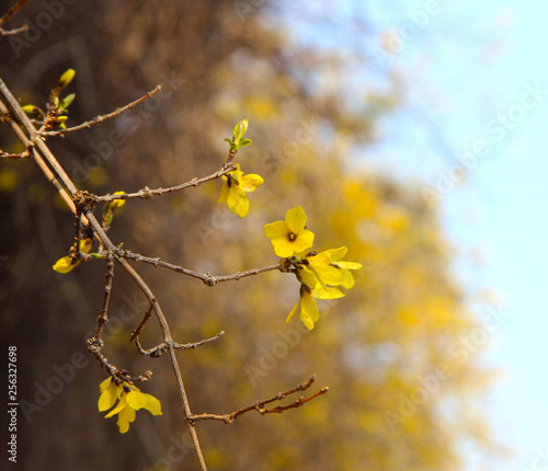 Forsythia Blooming in Spring, Haeundae, Busan, South Korea, Asia photo