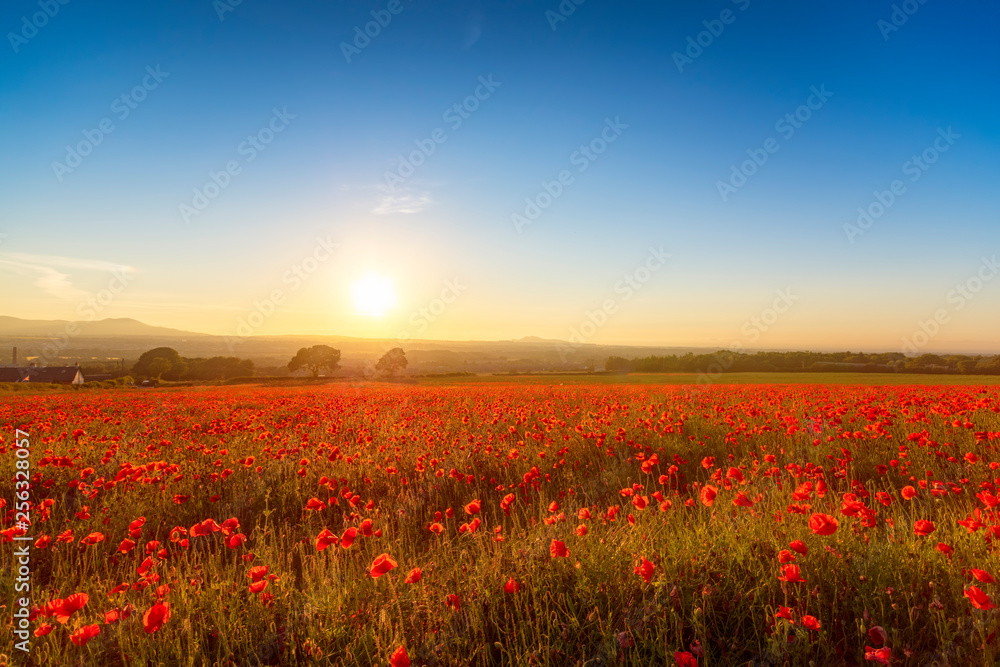 UK, Scotland, Midlothian, Poppy field at sunset UK, Scotland, Midlothian, Poppy field at sunset