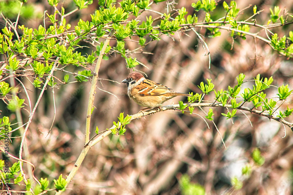 Obraz premium Bird on Branch in Spring, Haeundae, Busan, South Korea, Asia.