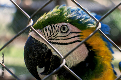 Guacamaya 