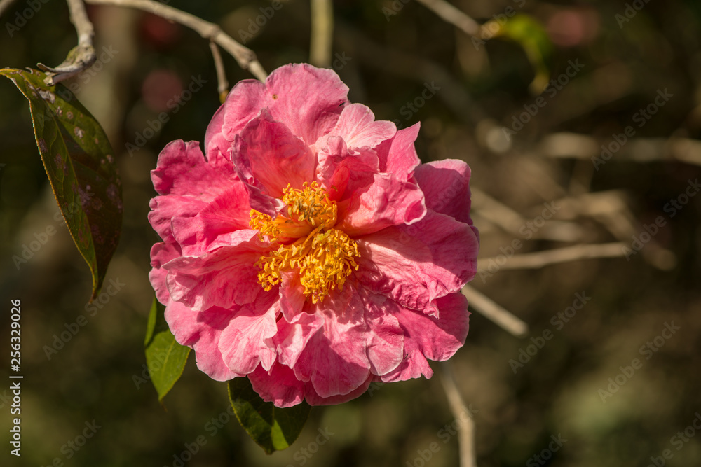 Obraz premium 農業文化公園の椿