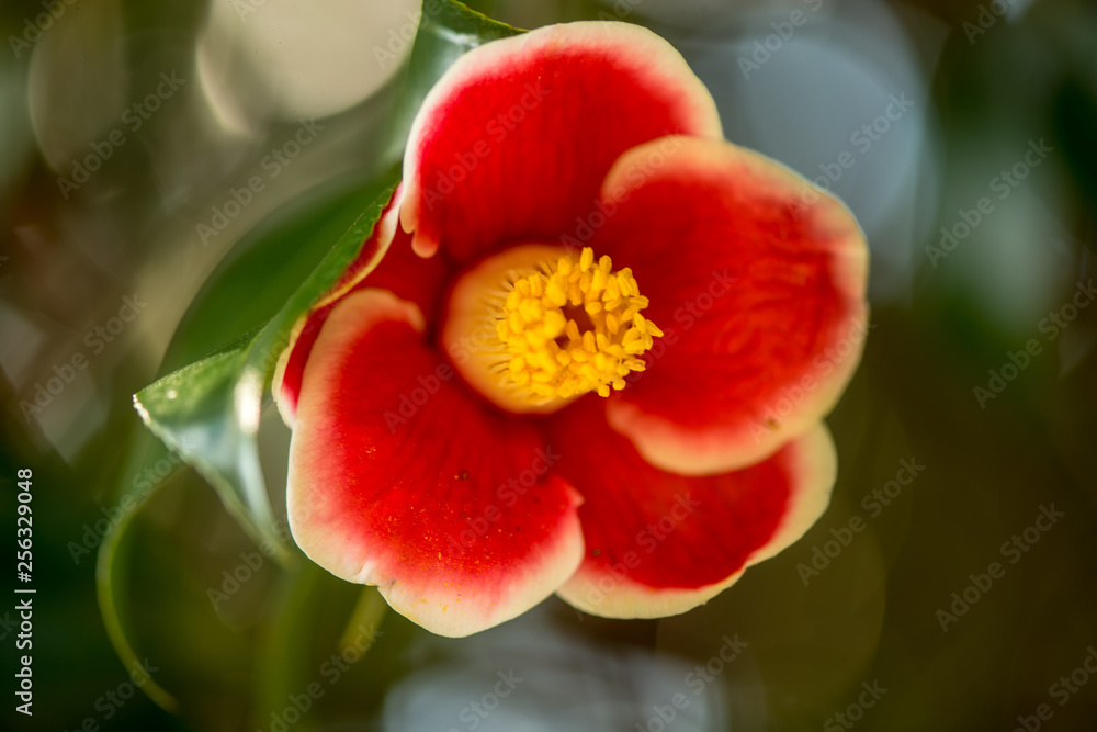 Naklejka premium 農業文化公園の椿