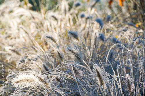 Frozen pennisetum alopecuroides, fountaingrass during cold winter. Close up of ormental grass in garden. Chinese fountain grass or swamp grass during winter season photo