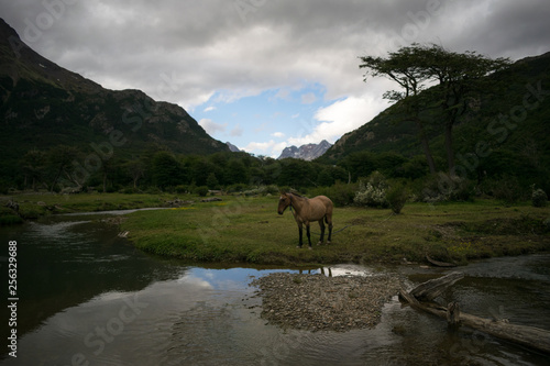 Cavalo - Ushuaia