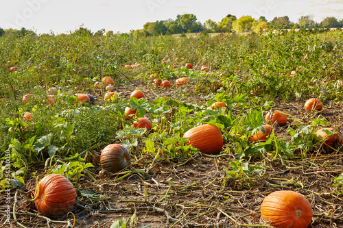 Pumpkin patch with many pumpkins growing in a huge field in Wisconsin USA
