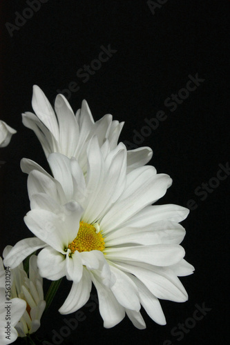 white daisy flower on black background