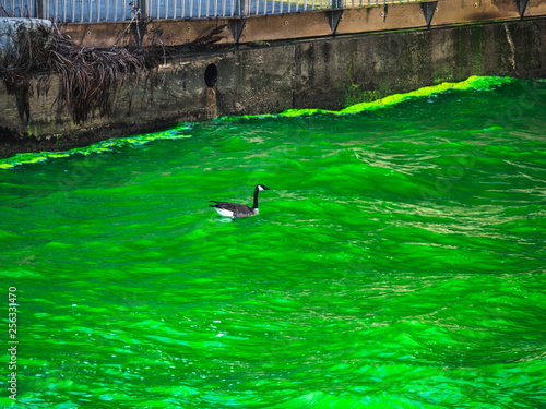 A bewildered and confused wild Canadian Goose lands and swims in the bright green water of the Chicago River during the annual St. Patrick's Day celebration and event.