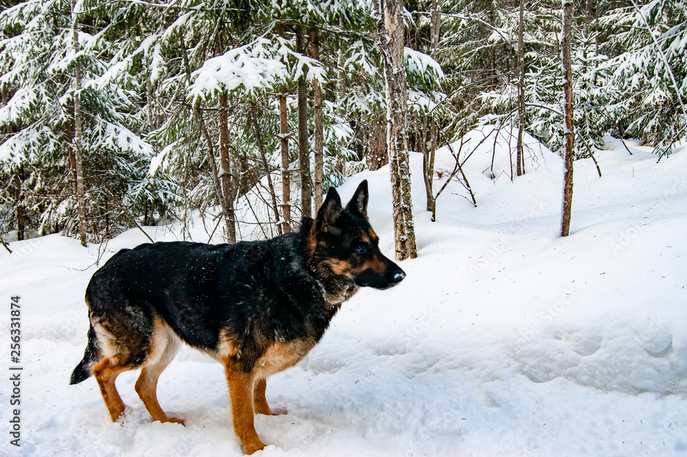 German Shepherd playing in the winter in the forest.