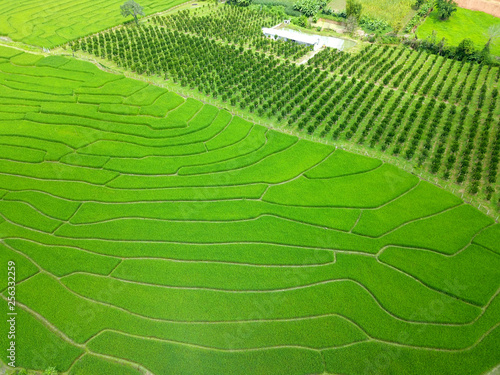Aerial view of thailand rice field and orange field, drone shot
