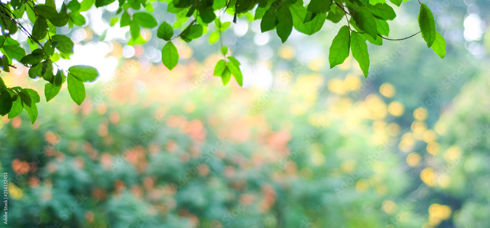 Nature background, Blur green tree park outdoor with bokeh light background,  banner spring and summer season Stock Photo | Adobe Stock