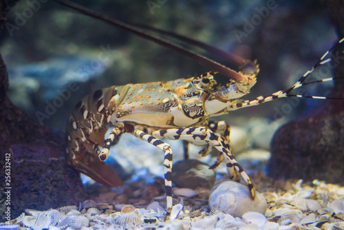 Lobster