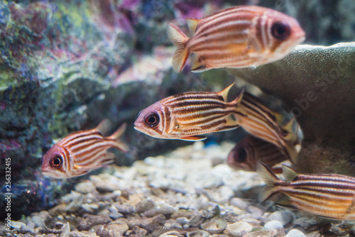 Redcoat squirrel fish