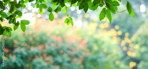 Fototapeta Naklejka Na Ścianę i Meble -  Nature background, Blur green tree park outdoor with bokeh light background, banner spring and summer season