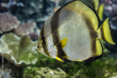 Circular batfish
