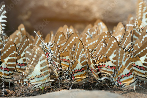 Butterfly,The Spot Swordtail photo