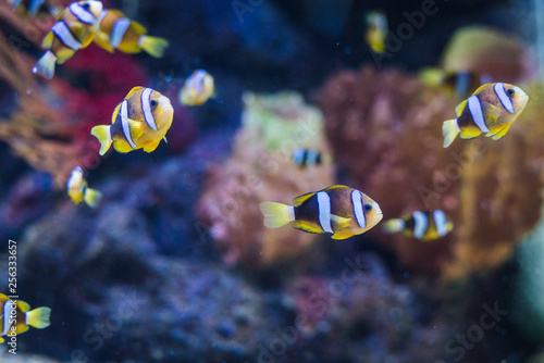 Cartoon fish