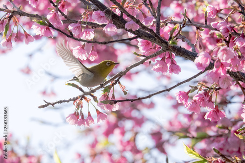 メジロと桜