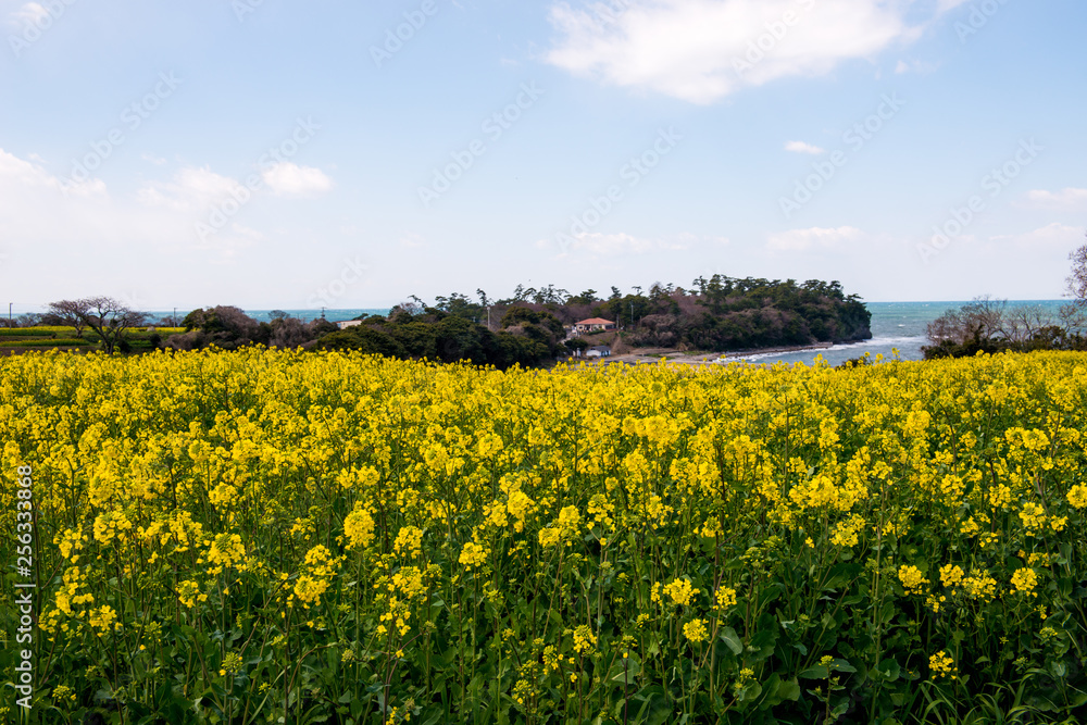 Fototapeta premium 長崎鼻の菜の花
