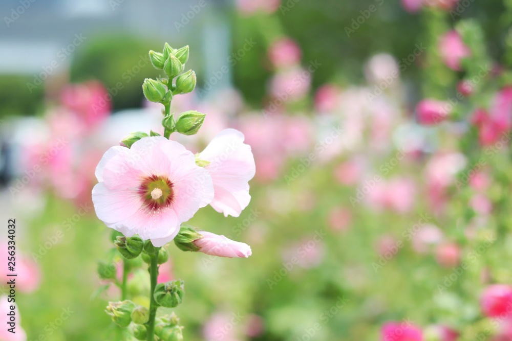 Beautiful white hollyhock flowers in the garden on blurred background