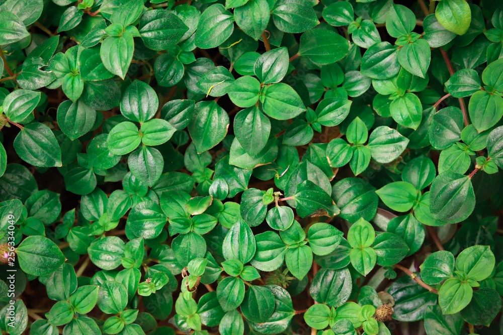 green leaves pattern background green leaves pattern background