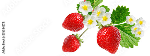 garden strawberry on white background