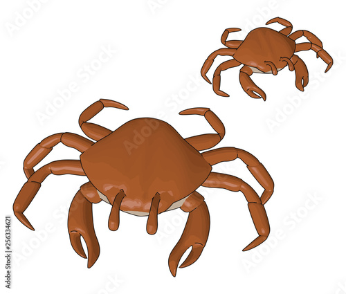 Lobster aquatic creature vector or color illustration