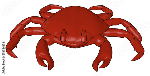 A red crab type of shellfish and seafood vector or color illustration