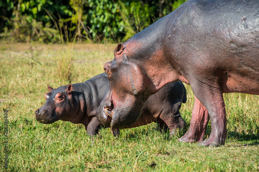 Africa, Uganda, Hippopotamus, Hippopotamus amphibius, mother with baby, Murchison Falls National Park Africa, Uganda, Hippopotamus, Hippopotamus amphibius, mother with baby, Murchison Falls National Park
