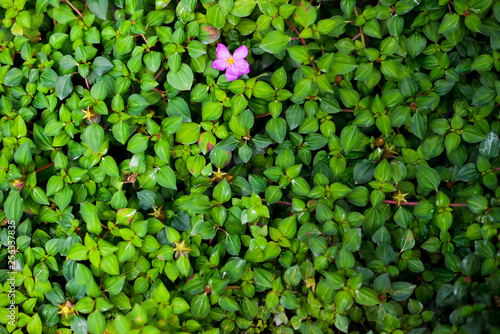 small green plant covered on the ground and pink flower with fade of light