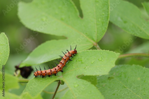 Caterpillar © odric