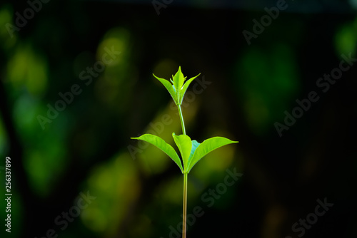 young tree bud with dark background