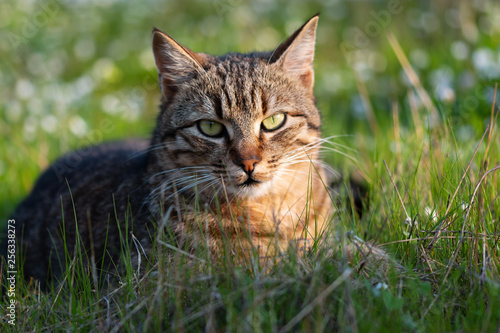 adult domestic cat lying in grass and daisies