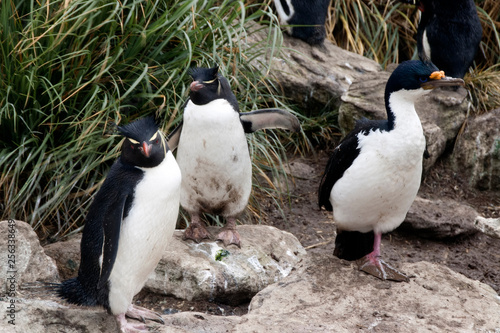 New Island Falkland Islands, Southern Rockhopper penguin and shag in tussac grass photo