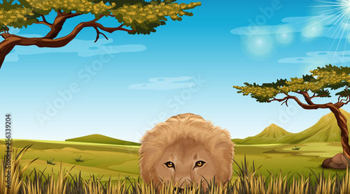 A lion in Savannah scene
