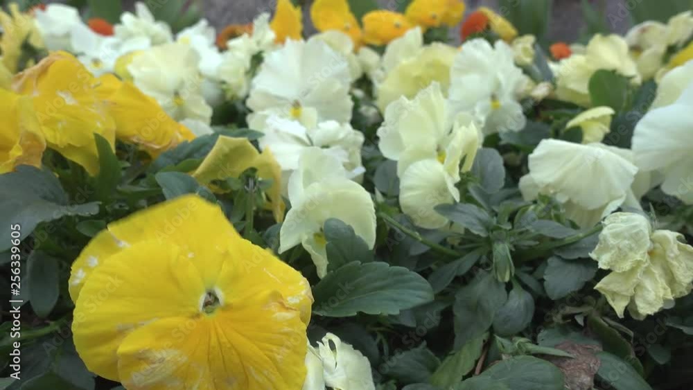 beautiful yellow and white flowers blooming