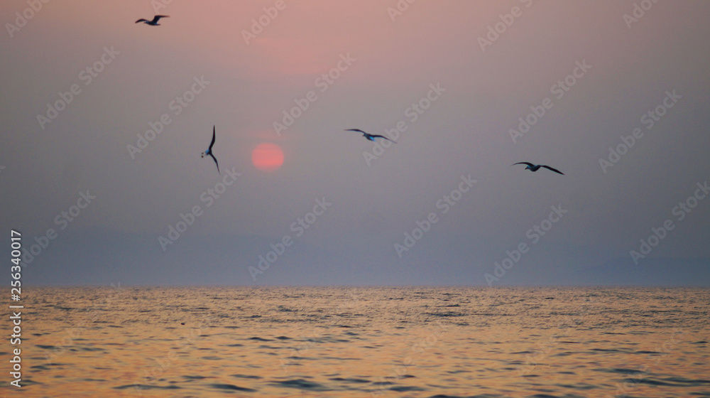 Fototapeta premium seagulls at sea sunset