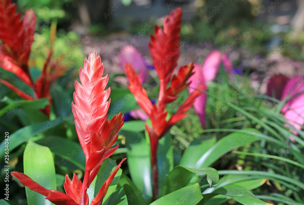 Tillandsia stricta in the garden. Tillandsia stricta in the garden.