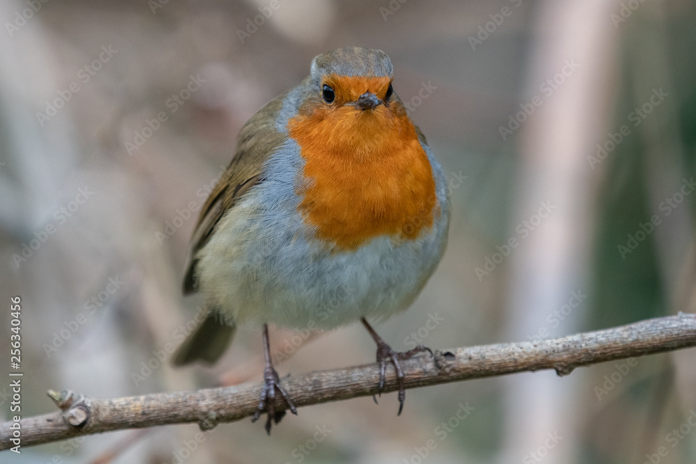 European robin (Erithacus rubecula) European robin (Erithacus rubecula)