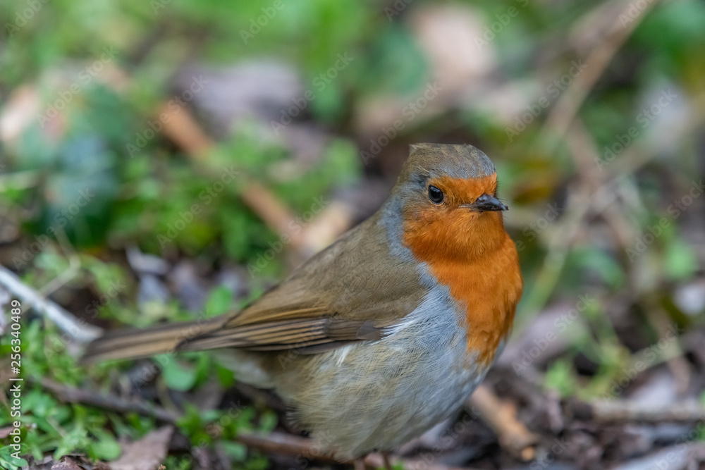 European robin (Erithacus rubecula) European robin (Erithacus rubecula)