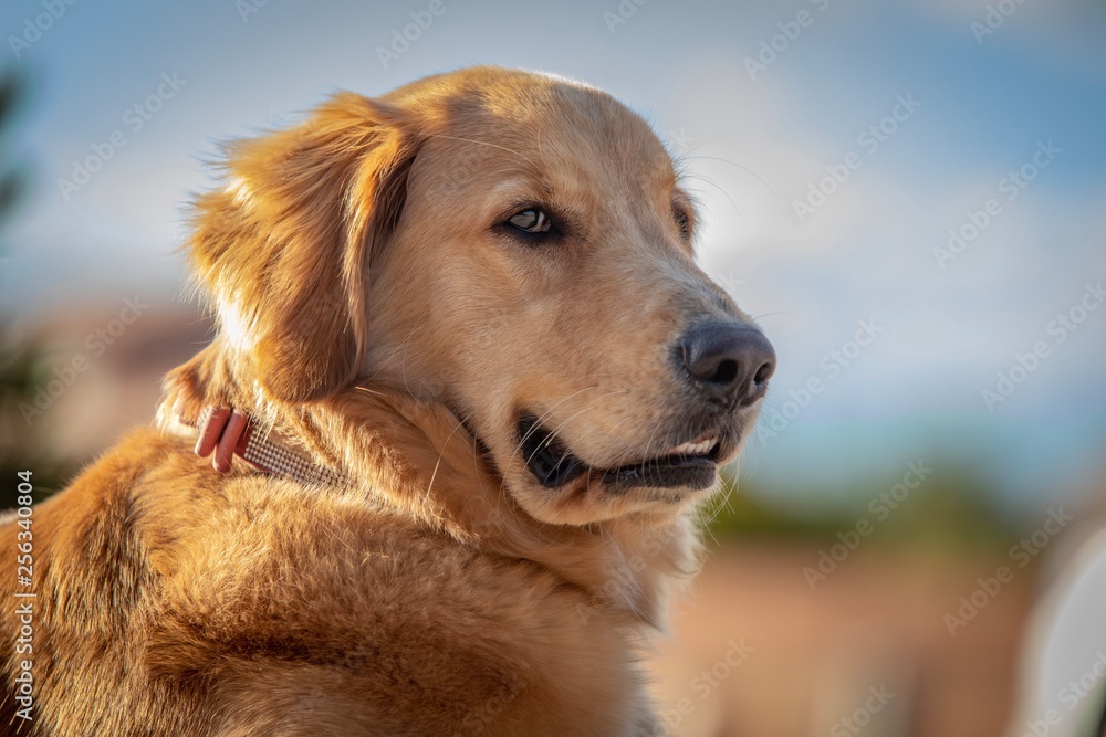 Beautiful Golden Retriever Family Dog