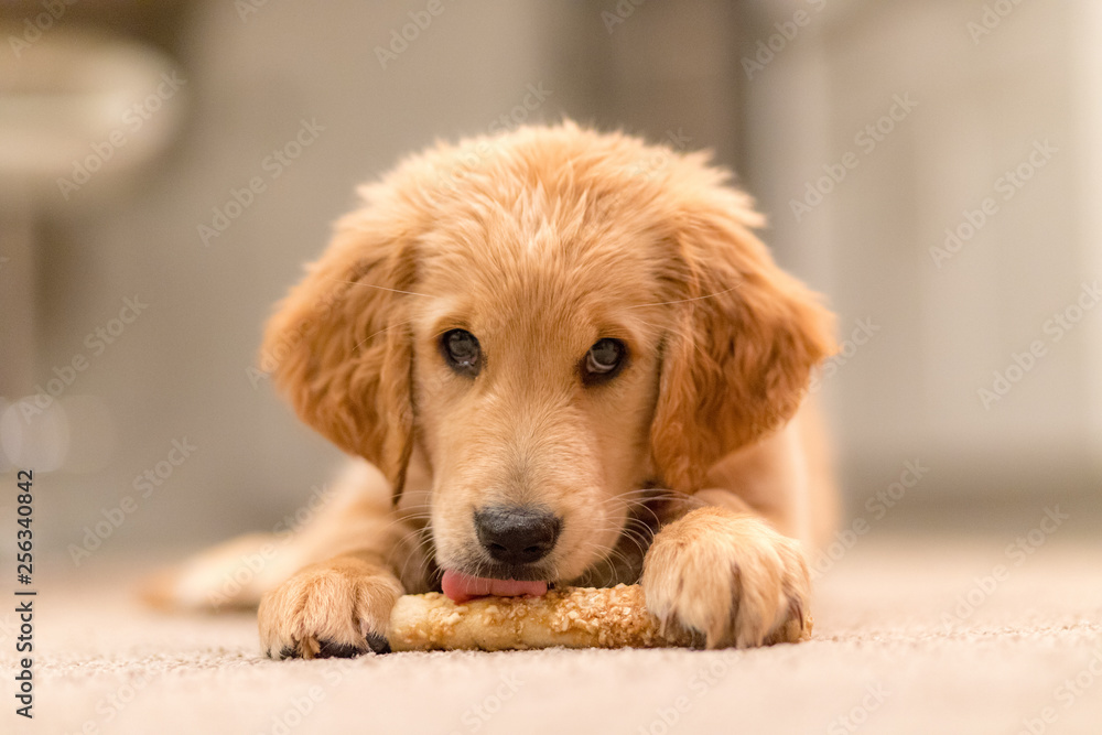Beautiful Golden Retriever Family Dog Beautiful Golden Retriever Family Dog