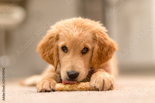 Fototapeta Naklejka Na Ścianę i Meble -  Beautiful Golden Retriever Family Dog
